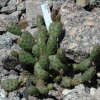 Opuntia_fragilis